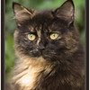LNR > portrait of a pet cat