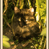 LNR > garden cat in the evening