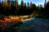 LNR > Lakes, Rivers and Bogs photo