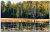 LNR > Algonquin Park