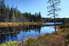 LNR > Along the Mizzy Trail in Algonquin Park