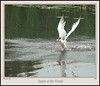 Other birds : 