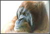 Zoo : 