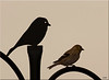backyard birds : Birds photographed in our backyard